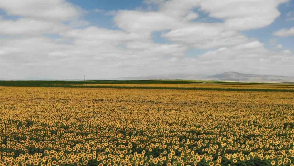 Kars’ı ayçiçekleri süsledi