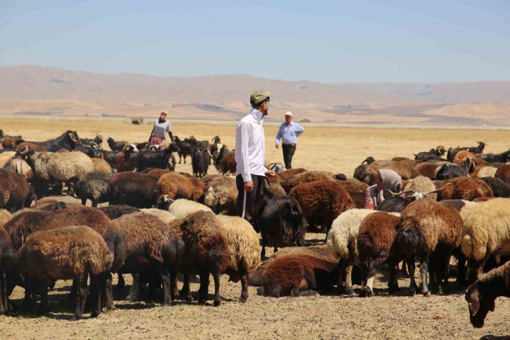 Muş Ovası’nda erkekler sağım yapıyor