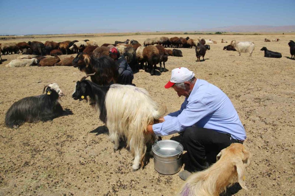 Muş Ovası’nda erkekler sağım yapıyor