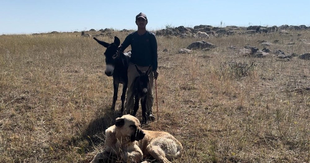 Erzurum'da ’Kral’ bu kez doğum yapan eşeğin yanından ayrılmadı