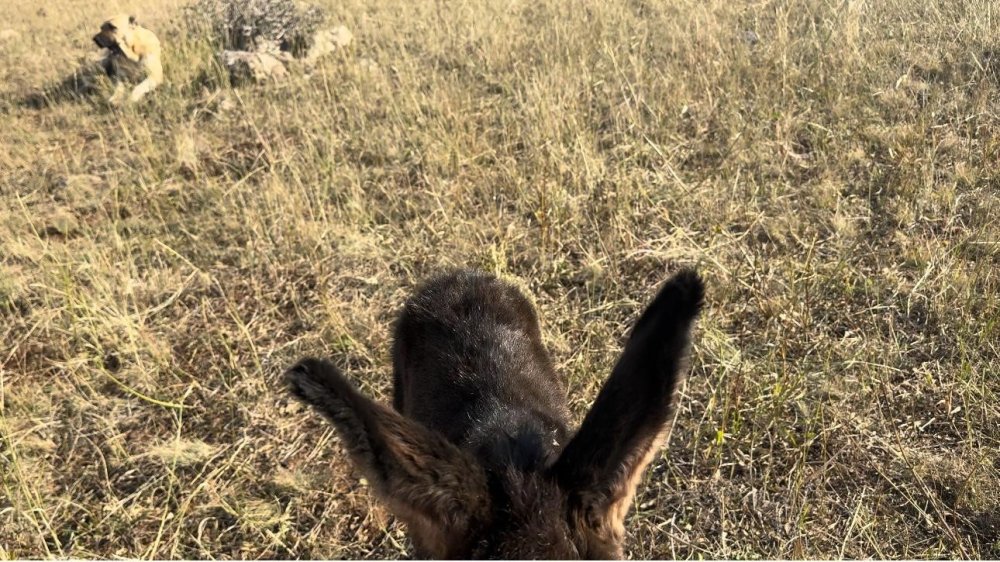 Erzurum'da ’Kral’ bu kez doğum yapan eşeğin yanından ayrılmadı