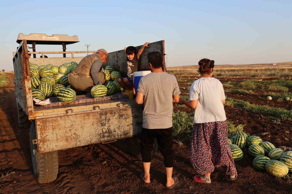 Diyarbakır karpuzunda hasat devam ediyor, üretici beklediği verimi alamadı