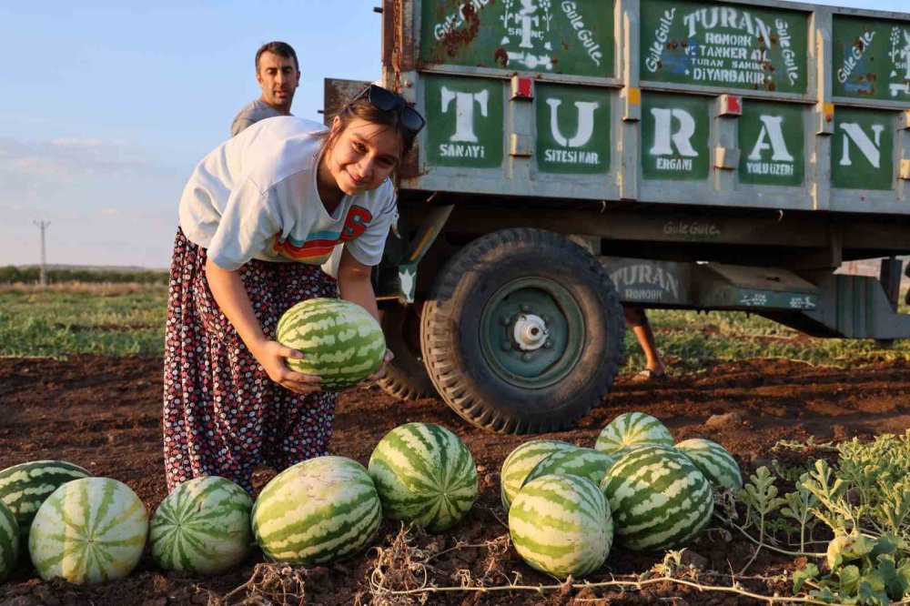 Diyarbakır karpuzunda hasat devam ediyor, üretici beklediği verimi alamadı