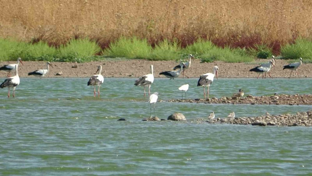 Diyarbakır’da sıcaklık nedeniyle canlı türlerinde değişim bekleniyor