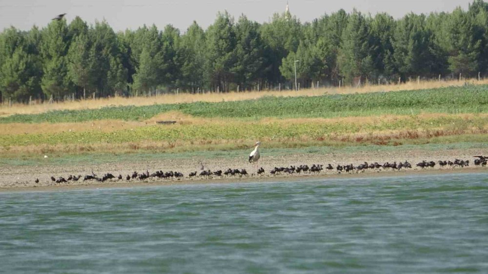 Diyarbakır’da sıcaklık nedeniyle canlı türlerinde değişim bekleniyor