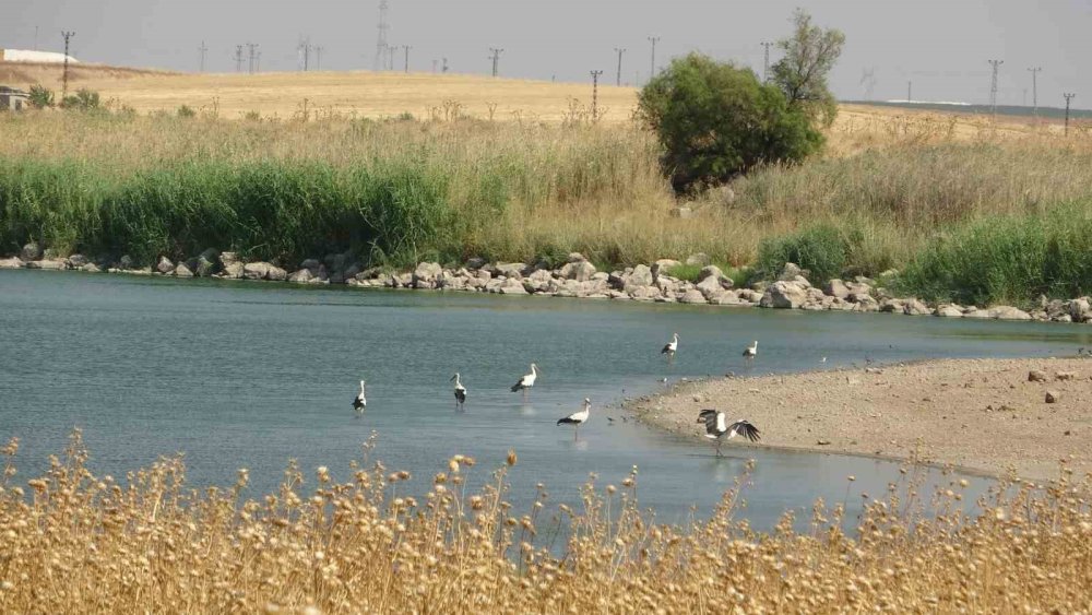 Diyarbakır’da sıcaklık nedeniyle canlı türlerinde değişim bekleniyor