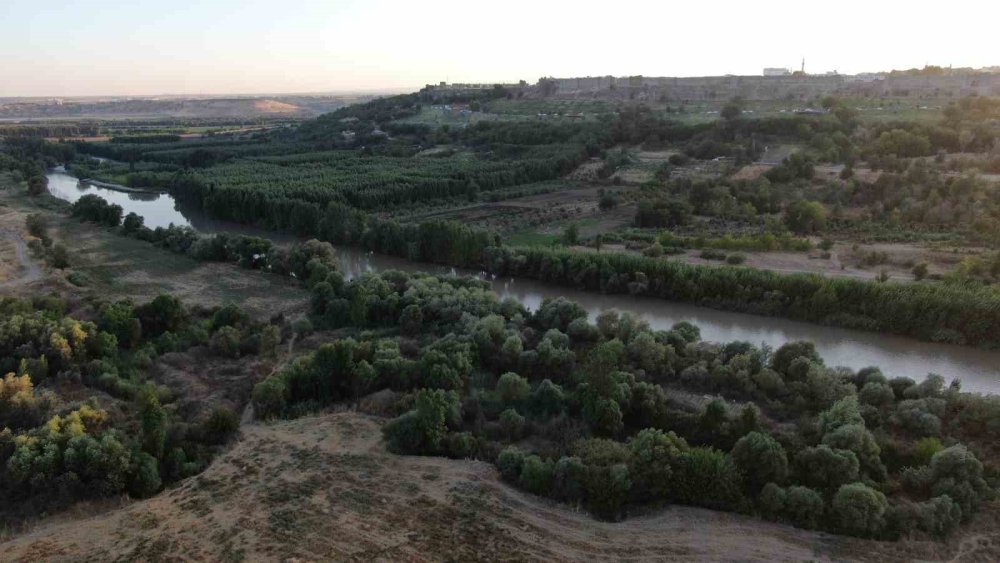 Diyarbakır’da sıcaklık nedeniyle canlı türlerinde değişim bekleniyor