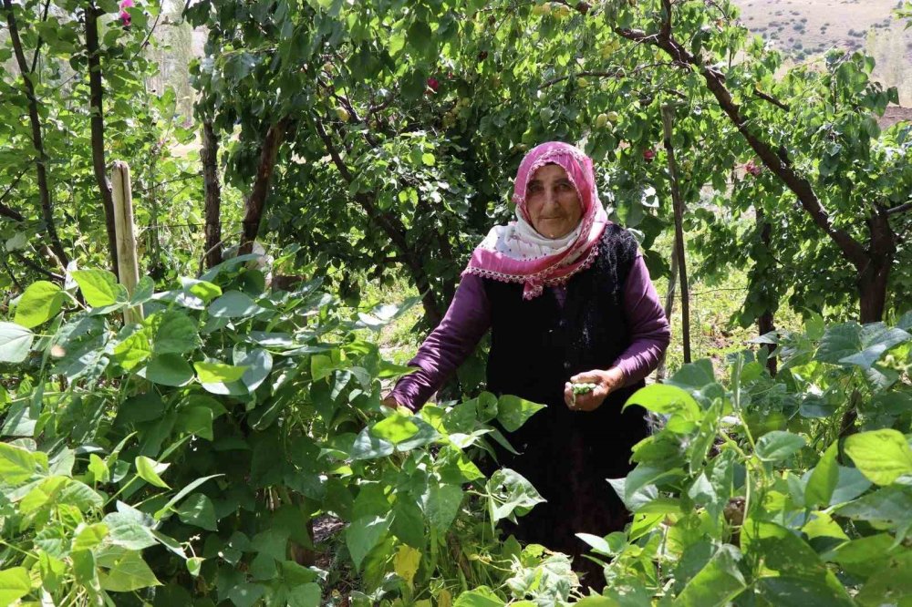 Erzurum'da 72'lik Fikriye Nine köyüne muhtar oldu