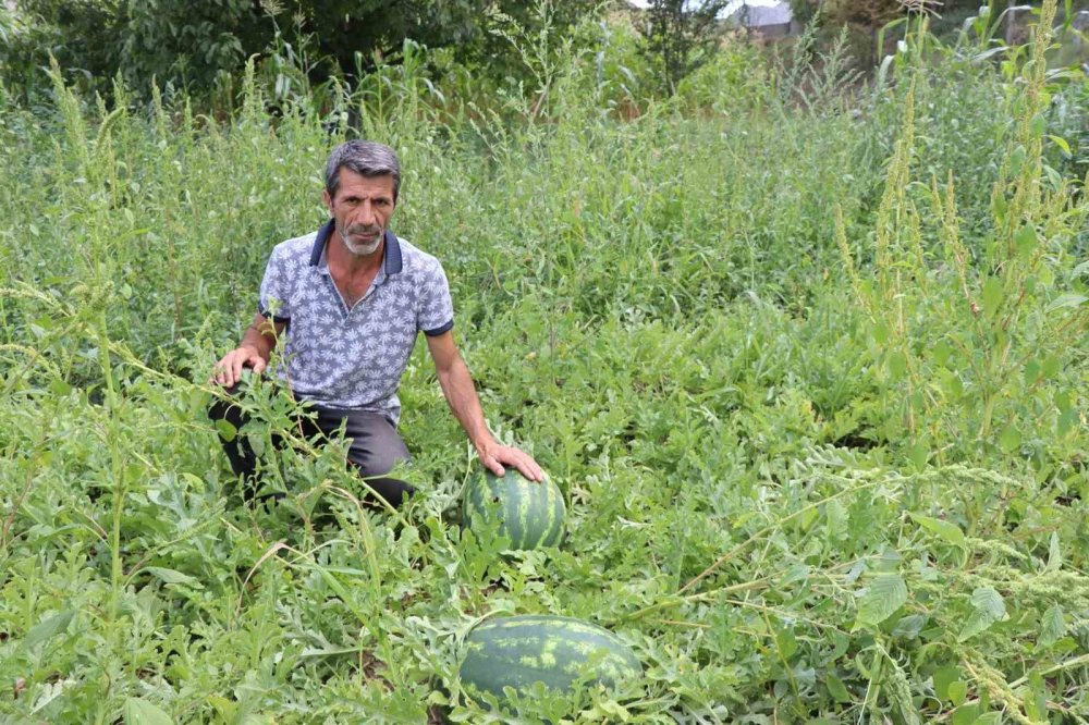 Erzurum’da yerli üretim karpuz tercih ediliyor