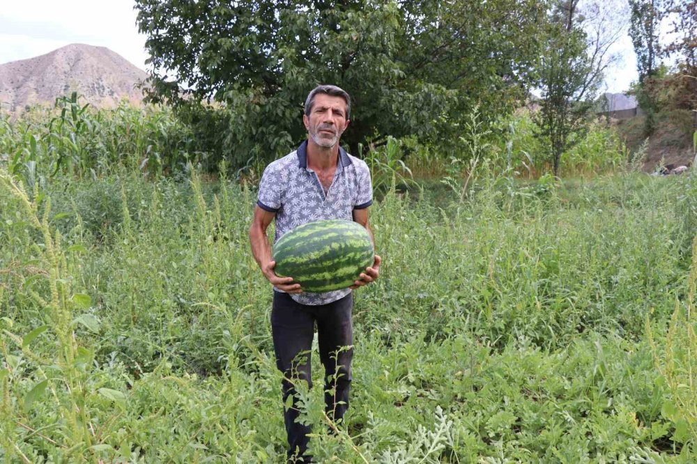 Erzurum’da yerli üretim karpuz tercih ediliyor