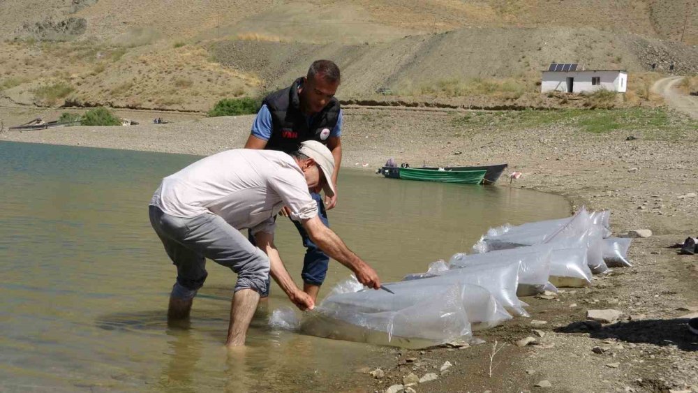 Van’da binlerce yavru sazan göllere bırakıldı