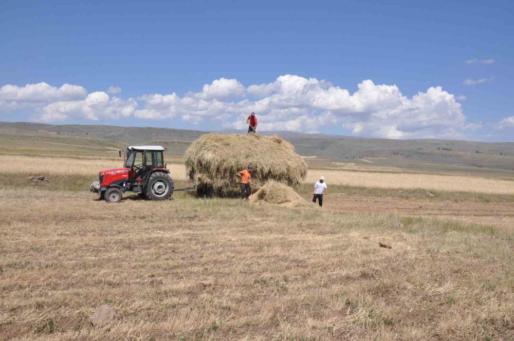 Kars’ta çiftçilerin ot toplama mesaisi