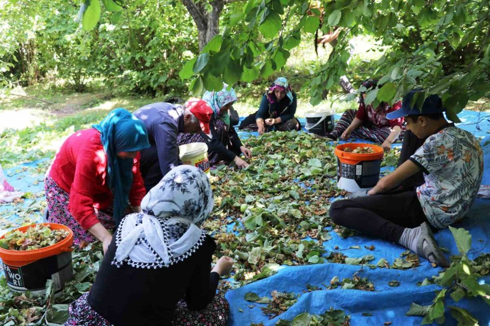 Van'da yetişmez  denilen fındığın hasadına başlandı