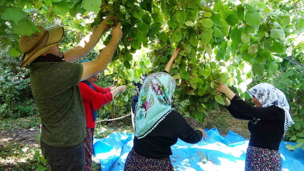 Van'da yetişmez  denilen fındığın hasadına başlandı