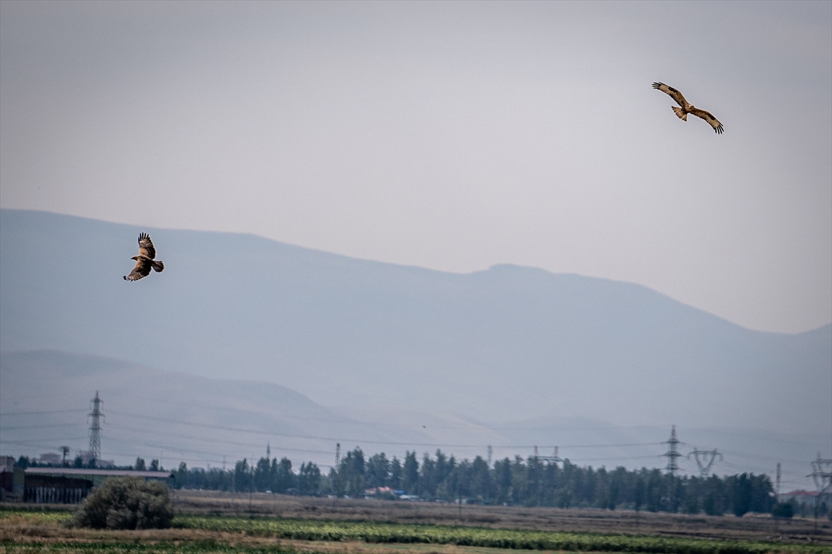 aa-20240910-35609679-35609674-erzurum-ovasi-semalarinda-kizil-sahinler-goruntulendi.jpg