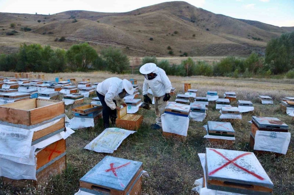 Hobi olarak başladıkları arıcılıkta 7 ton bal ürettiler