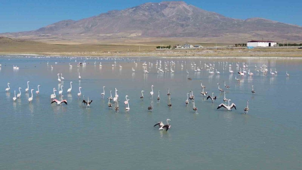 Bitlis'te Arin Gölü’nde konaklayan flamingolara büyük ilgi