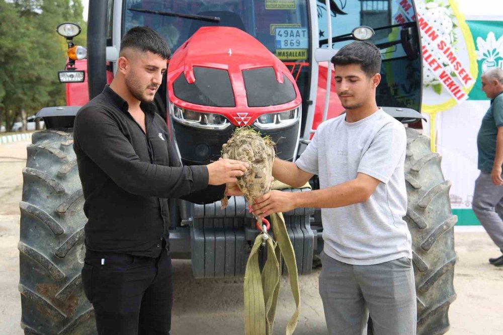 Muş'ta 85 bin dönümde ekilen şeker pancarının alımı başladı