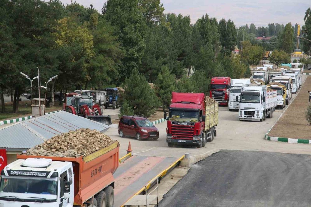 Muş'ta 85 bin dönümde ekilen şeker pancarının alımı başladı