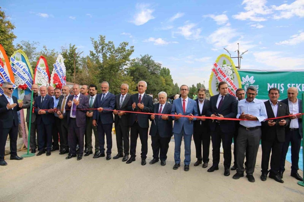 Muş'ta 85 bin dönümde ekilen şeker pancarının alımı başladı