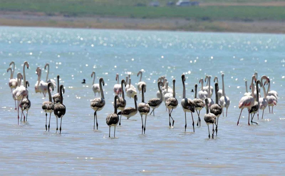 Bitlis'in Arin Gölü’ndeki flamingolar görsel şölen sunuyor