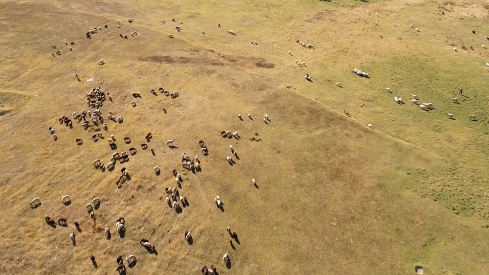 Bitlis'teki Arin Gölü kuruyunca otlak alana dönüştü