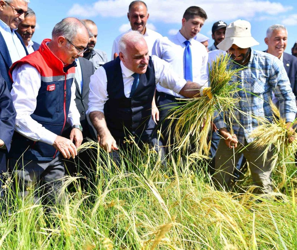 Diyarbakır Valisi Zorluoğlu, çitçilerle birlikte pirinç hasadı yaptı