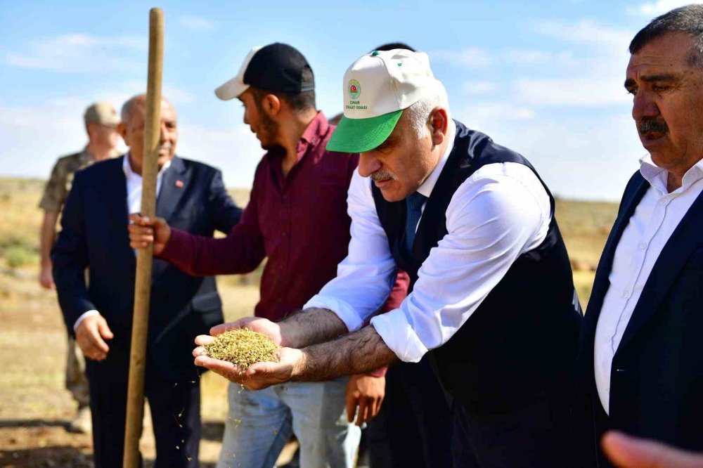 Diyarbakır Valisi Zorluoğlu, çitçilerle birlikte pirinç hasadı yaptı