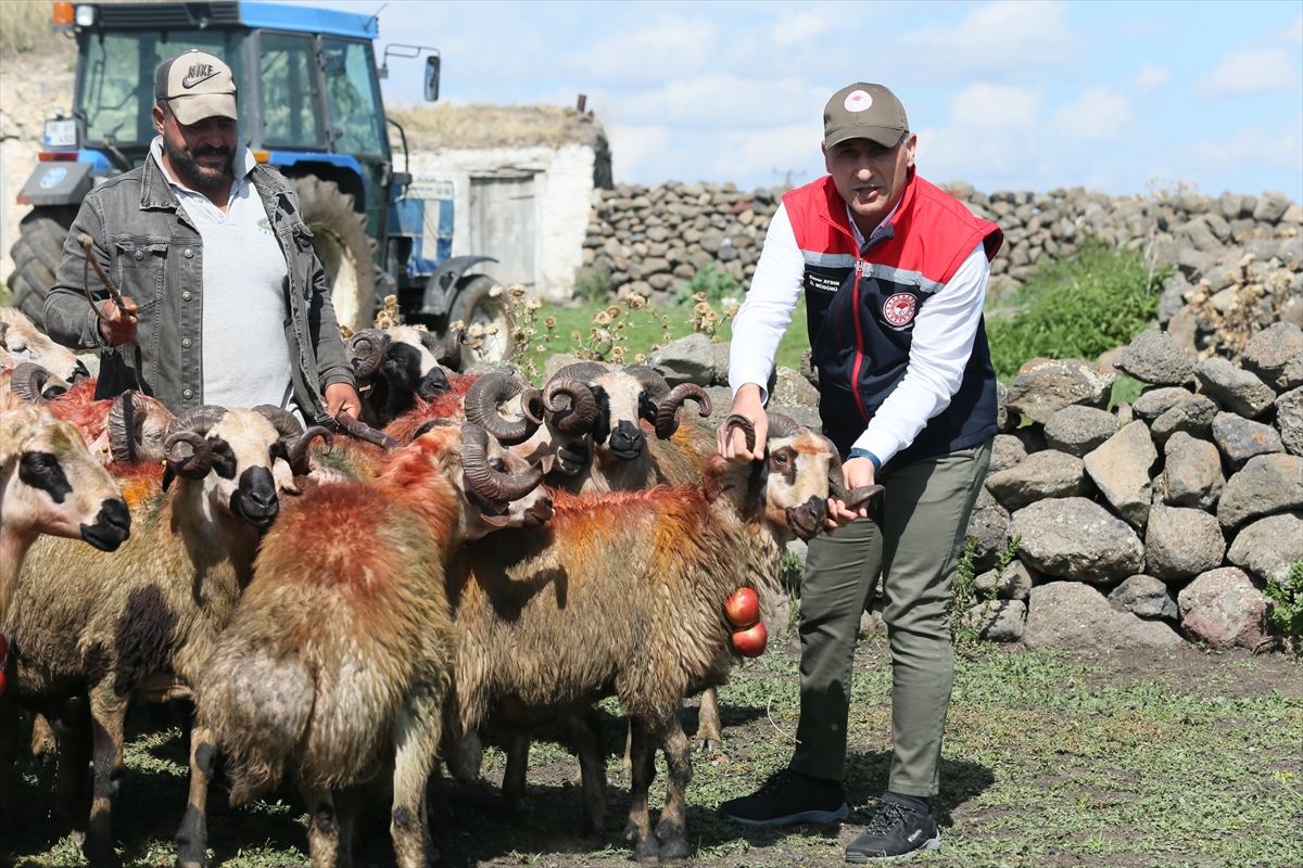 aa-20240926-35744524-35744517-karsta-asirlik-koc-katim-gelenegi-renkli-goruntulerle-yasatiliyor.jpg