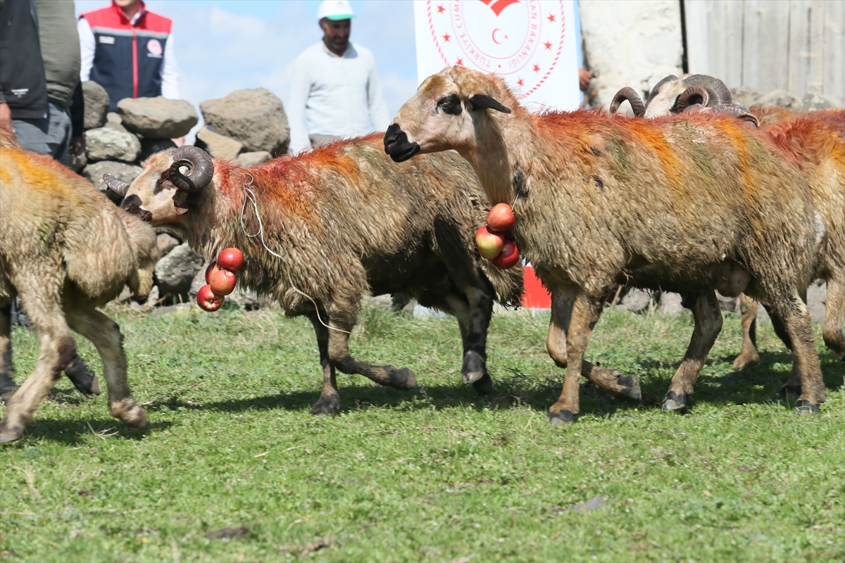 aa-20240926-35744524-35744520-karsta-asirlik-koc-katim-gelenegi-renkli-goruntulerle-yasatiliyor.jpg