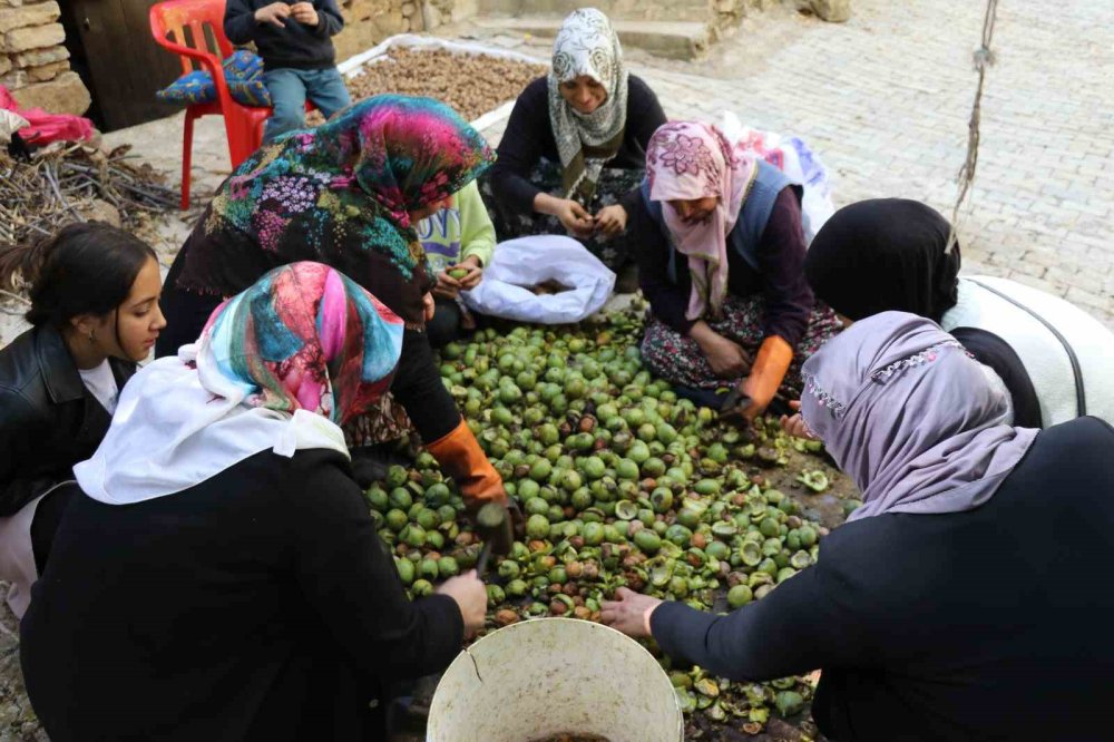 Van’da ceviz hasadı