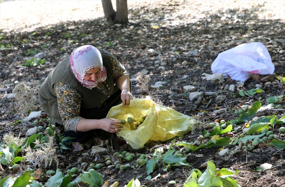 Muş'ta ceviz hasadı başladı