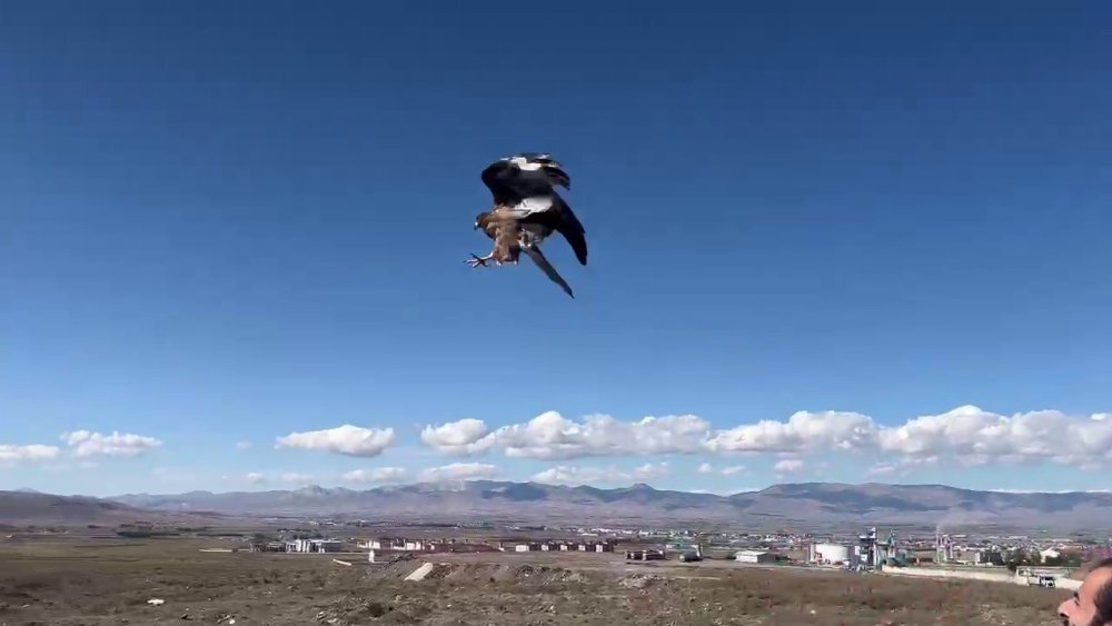 Erzurum'da bitkin düşen arı şahini özgürlüğüne kavuştu