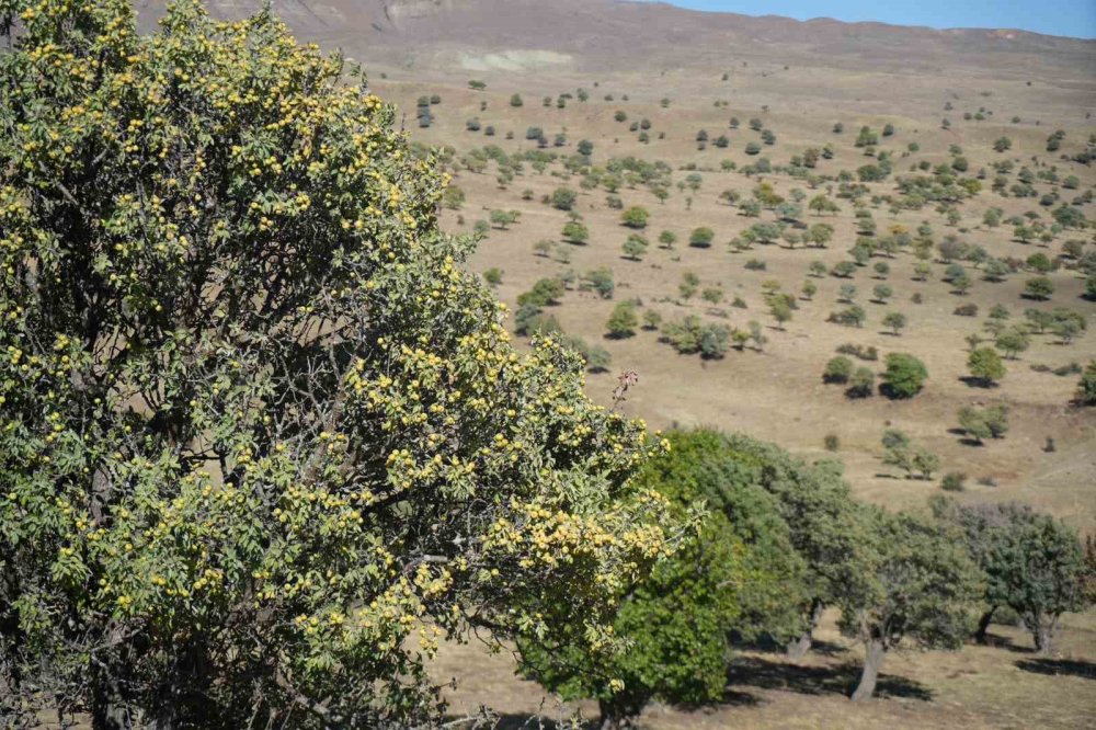 Muş'ta 110 bin Ahlat ağacında asırlardır süregelen armut hasadı