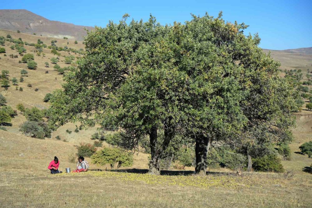 Muş'ta 110 bin Ahlat ağacında asırlardır süregelen armut hasadı