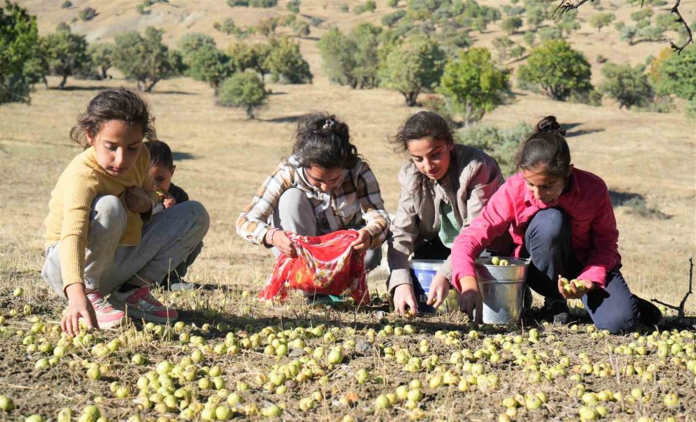 Muş'ta 110 bin Ahlat ağacında asırlardır süregelen armut hasadı