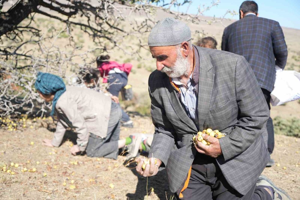 Muş'ta 110 bin Ahlat ağacında asırlardır süregelen armut hasadı