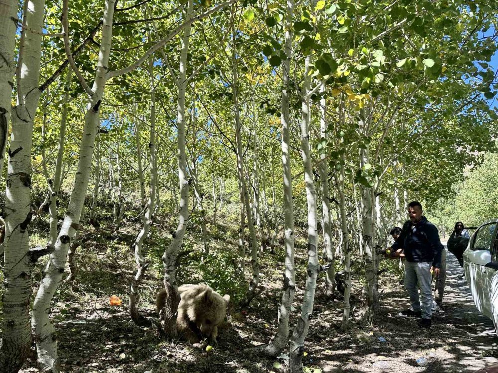 Bitlis'in ekosistemi tehlike altında