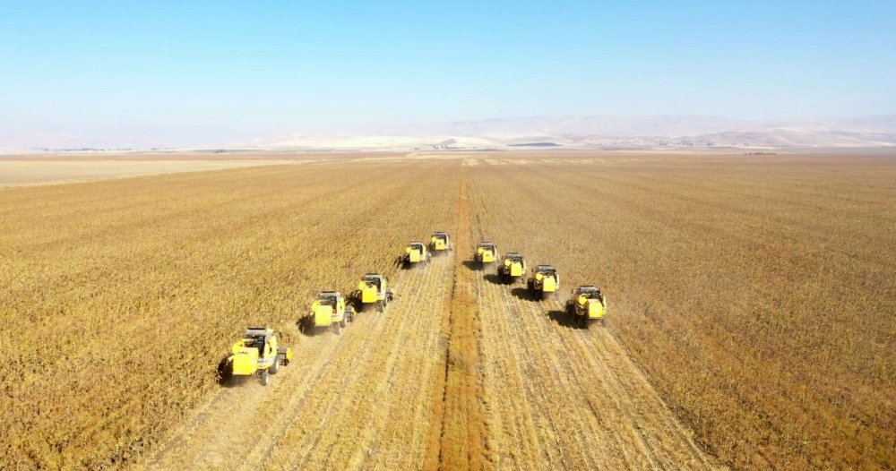 Muş Ovası’ndaki ayçiçeği hasadı törenle başladı