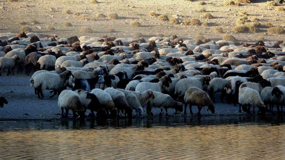 Bitlis'te sürülerin su yolculuğu hayran bırakıyor