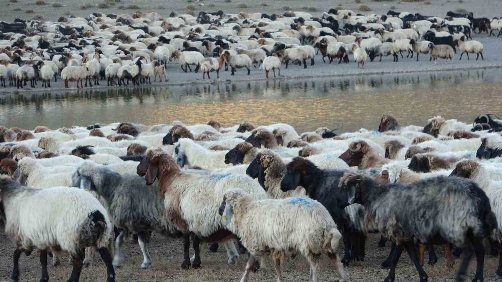 Bitlis'te sürülerin su yolculuğu hayran bırakıyor