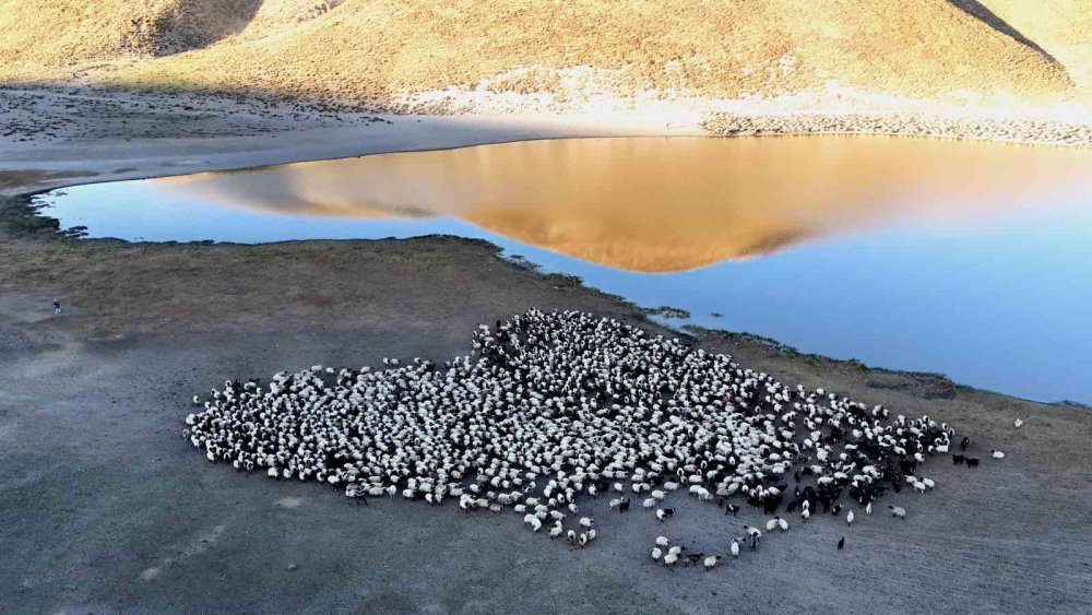 Bitlis'te sürülerin su yolculuğu hayran bırakıyor