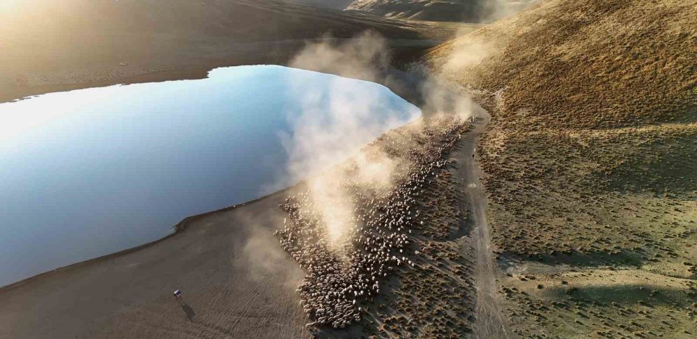 Bitlis'te sürülerin su yolculuğu hayran bırakıyor