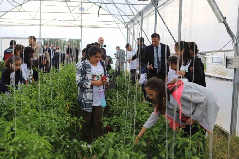 Ağrı'da öğrenciler hasat yaptı