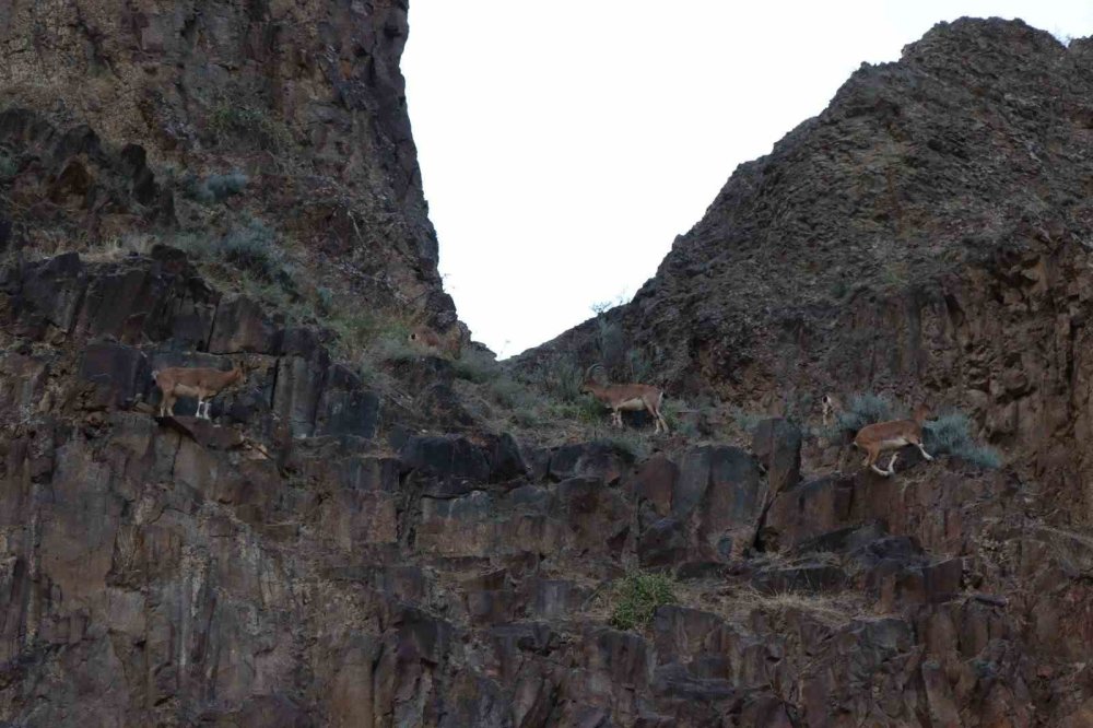 Erzurum'da yaban keçilerini köylüler koruyor