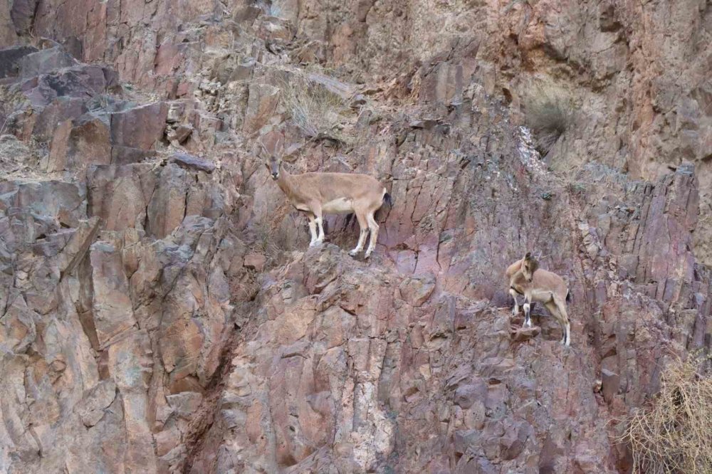 Erzurum'da yaban keçilerini köylüler koruyor