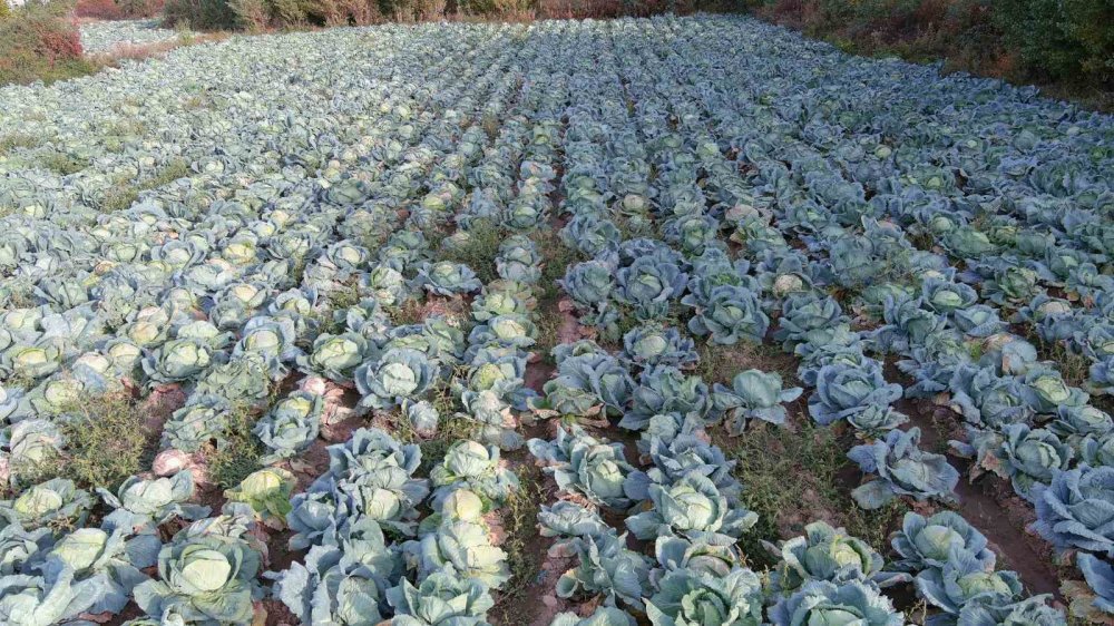 Van'da lahana hasadı başladı