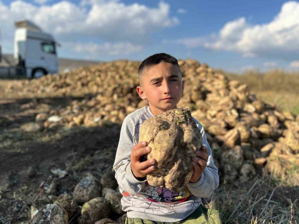 Kars'ın en sıcak ilçesi Akyaka’da pancar hasadı başladı