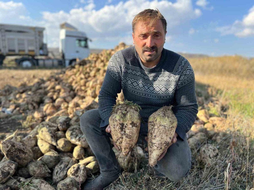 Kars'ın en sıcak ilçesi Akyaka’da pancar hasadı başladı