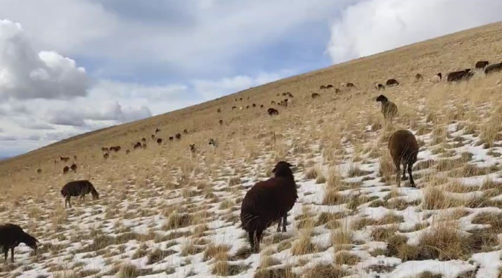 Ağrı’da çobanlar kar yağışına hazırlıksız yakalandı